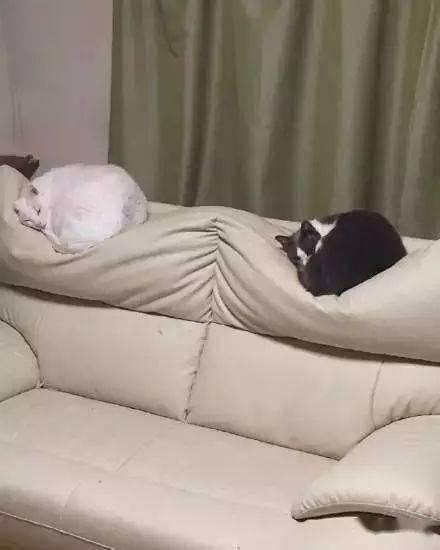 爆料沙发搞笑视频下载  第1张